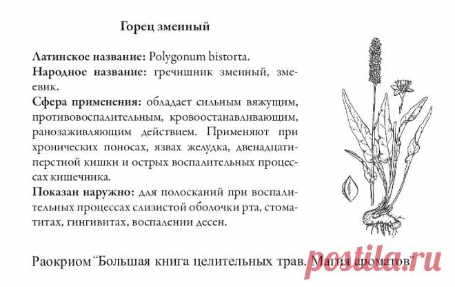Горец змеиный