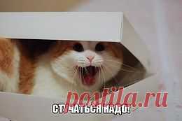 Живая природа