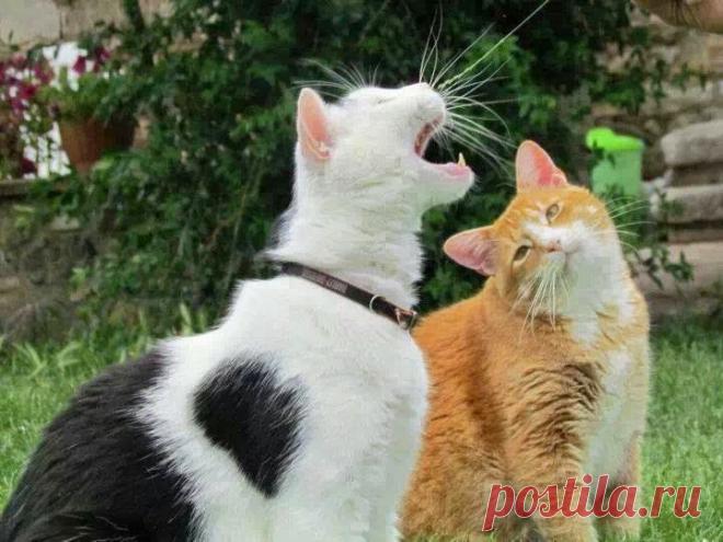 благодарный слушатель :)