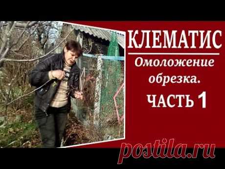 Как за 15 минут разобрать клематис по плетям, чтобы не повредить хрупкую кору веточек