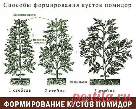 Одноклассники