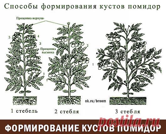 Одноклассники