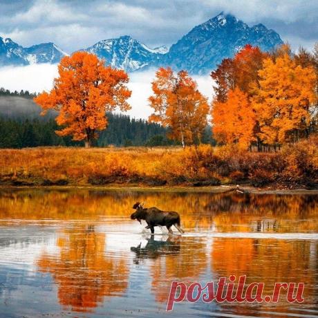 Лось, бредущий по озеру ...