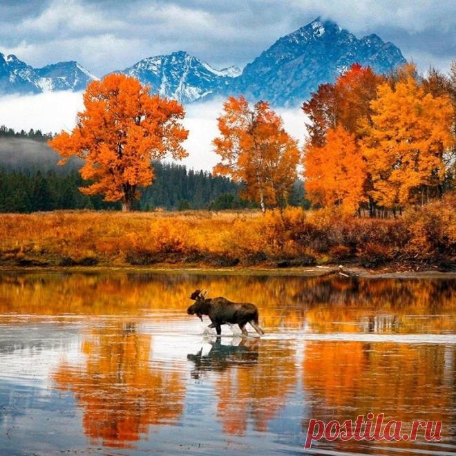 Лось, бредущий по озеру ...