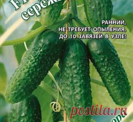 Огурец Изумрудные серёжки F1 семена - низкая цена, описание, отзывы, продажа