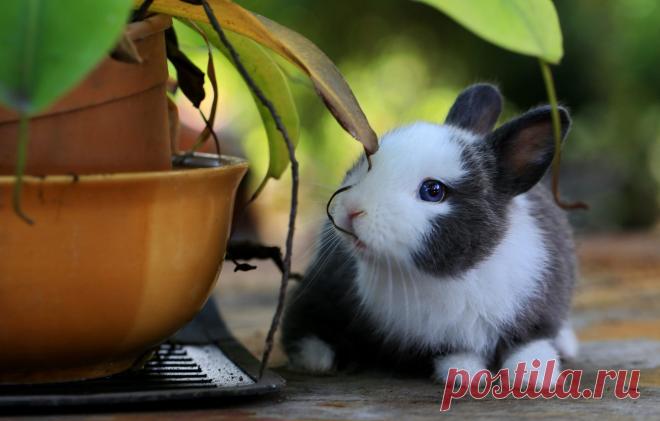 Обои взгляд, листья, природа, растение, заяц, сад, кролик, голубые глаза, мордашка, сидит, зайчик, горшки, боке, крольчонок, зайчонок, керамические картинки на рабочий стол, раздел животные - скачать