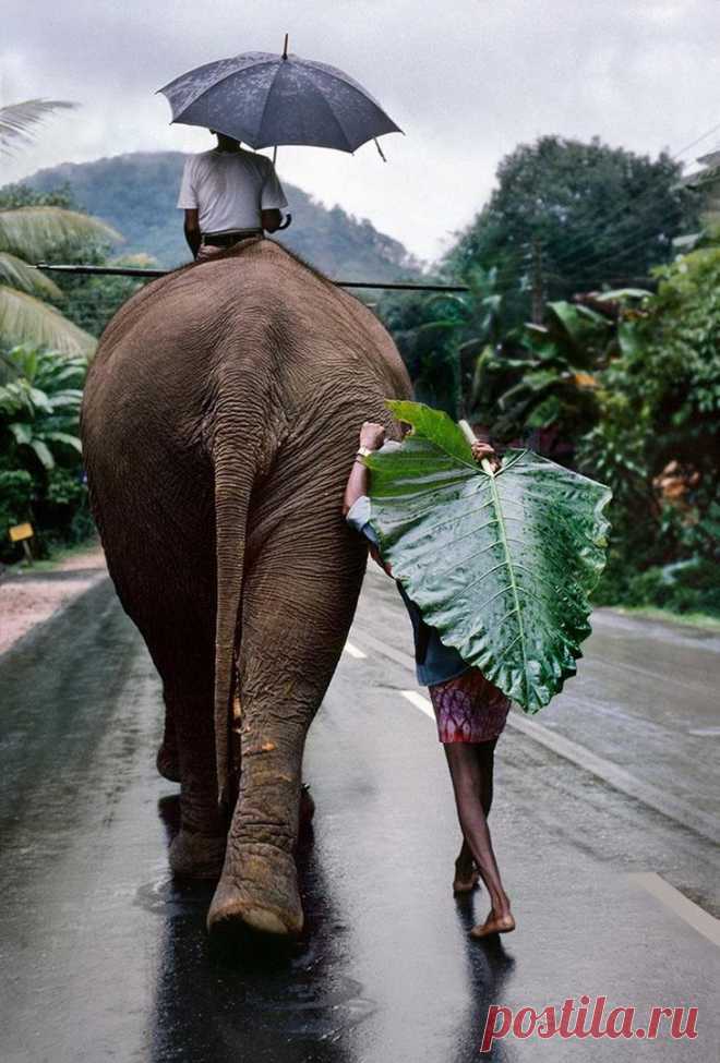 Легендарный мировой фотограф Стив Маккарри (Steve McCurry) и его работы