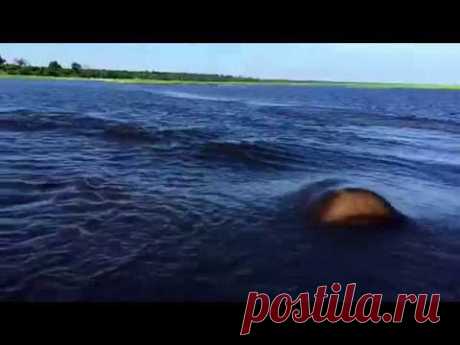Hippo Charge on Chobe River Jan2015, recorded with iPhone 6; - YouTube