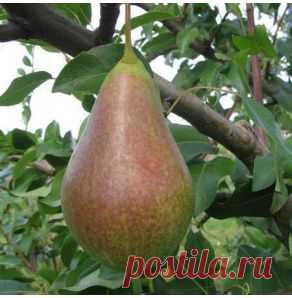 Аллегро - gryadka58.ru
