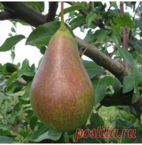 Аллегро - gryadka58.ru