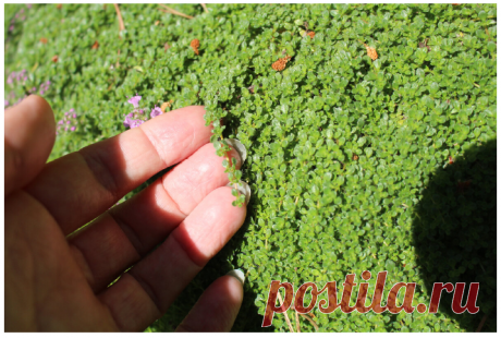 Сорт тимьяна раннего (Thymus praecox) &quot;Pygmaeus&quot; или Тимьян шерстистый...не точно)