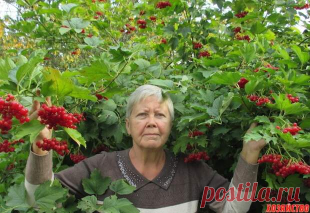 Лекарства в саду и огороде - Наша дача - медиаплатформа МирТесен – Здравствуйте. Я живу в казачьей станице, ей в этом году исполнилось 195 лет. Живу в бабушкином доме, он теплый, сделан из досок и хранит тепло четырех поколений моих родных. Бабушка моя всю жизнь была огородницей, мама – фармацевт. Всегда на чердаке у нас сушились травы. Первым лекарственным...
