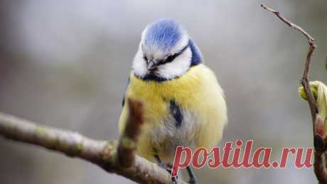 Обыкновенная лазоревка, Санкт-Петербург. Автор фото — Лев Останин: nat-geo.ru/photo/user/225531/