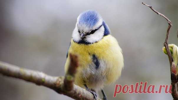 Обыкновенная лазоревка, Санкт-Петербург. Автор фото — Лев Останин: nat-geo.ru/photo/user/225531/