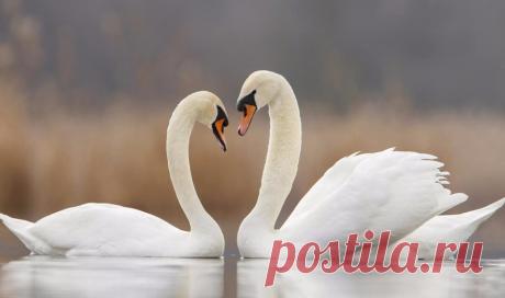 Схема вышивки «№1612881» - Вышивка крестом