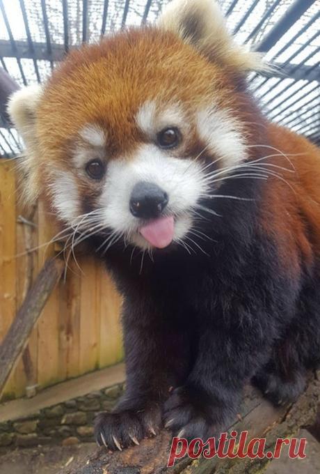 Животные, которые покорят вас своей харизмой