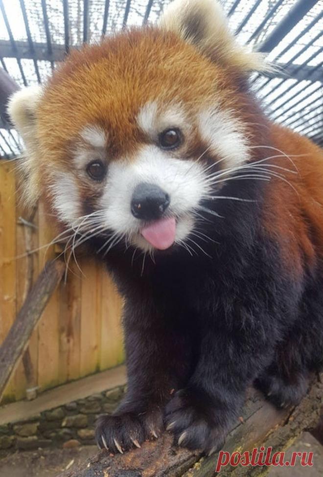 Животные, которые покорят вас своей харизмой