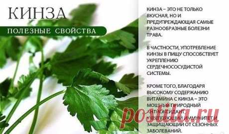 Полезная зелень
