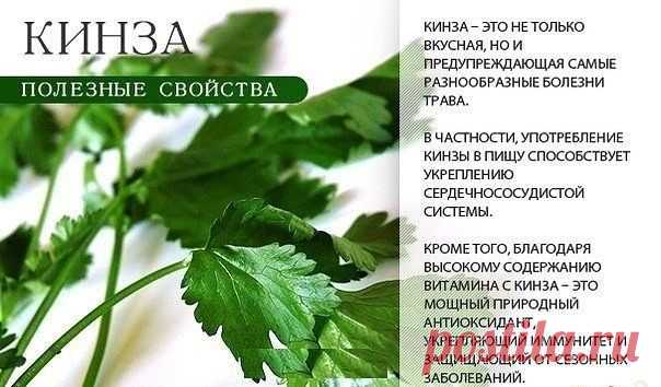 Полезная зелень
