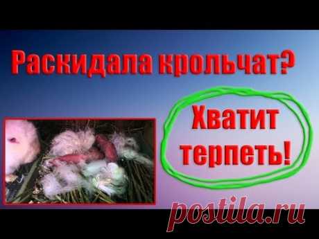 Крольчиха разбросала крольчат. Не кормит. Выход есть!
