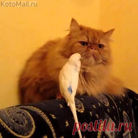 Скоротаем вечерок!
