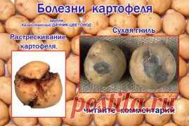 Болезни и вредители овощных культур