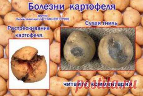 Болезни и вредители овощных культур