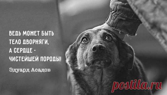 Потрясающее стихотворение Эдуарда Асадова. До кома в горле! - Дай лапку - медиаплатформа МирТесен