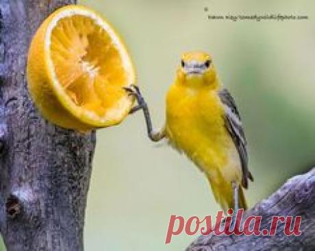 • Celosvětový katalog nápadů