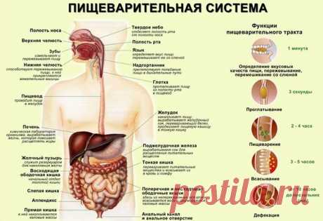 Как лечить поджелудочную железу