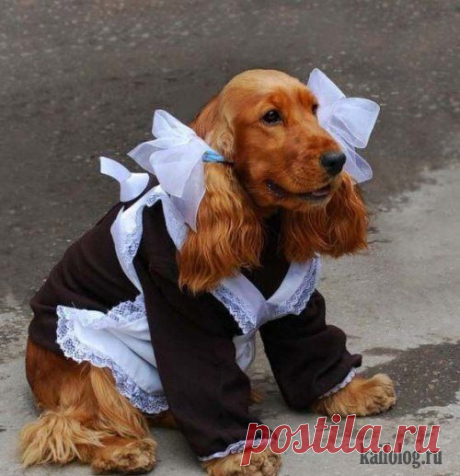 К учёбе готова  ...