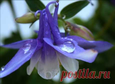 Google+