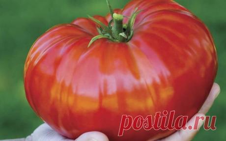 Томат «Сибирский гигант»: отзывы, фото, урожайность