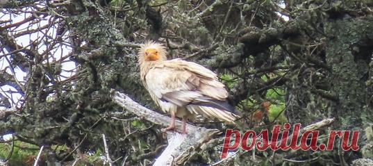 Впервые за полтора века в Великобритании была замечена так называемая «курица фараона» – стервятник Neophron percnopterus.