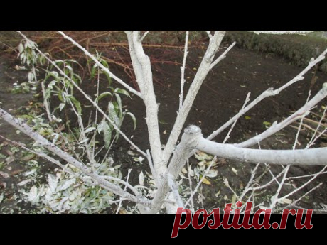 КАК ЗАБЕЛИВАТЬ ДЕРЕВЬЯ ОТ МОНИЛИОЗА. Детальный обзор.