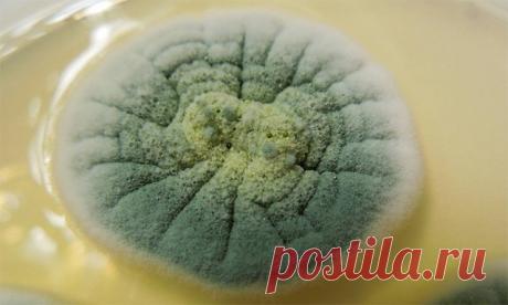 Топ-10 самых удивительных грибов мира » ТрамБай! | Новостная медиаплатформа