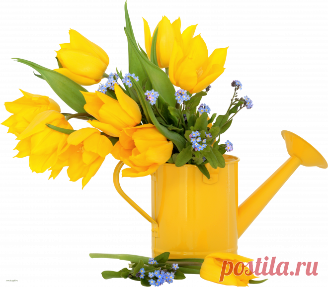geltulp023.png (5888×5149)