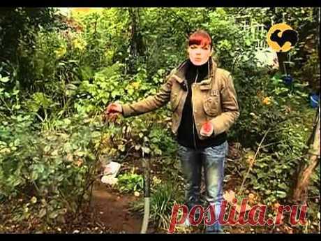 ▶ Розы в Саду серия 18. Подготовка с зиме. - YouTube