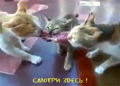 Кто хитрее , тот и сыт !