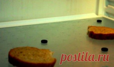 9 копеечных народных средств от запаха в холодильнике | весело живем на 30K | Яндекс Дзен