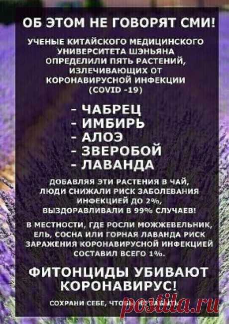 Лишним не будет. Растения,излечивающие от коронавирусной инфекции.