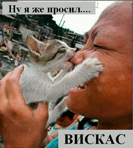 СТРАШНЕЕ КОШКИ ЗВЕРЯ НЕТ