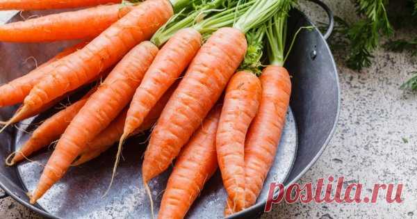 Заготовки из моркови на зиму - самые вкусные и полезные рецепты | Статьи (Огород.ru)