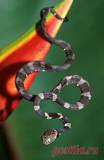 Blunt-headed tree snake (Imantodes cenchoa). French Guyana.