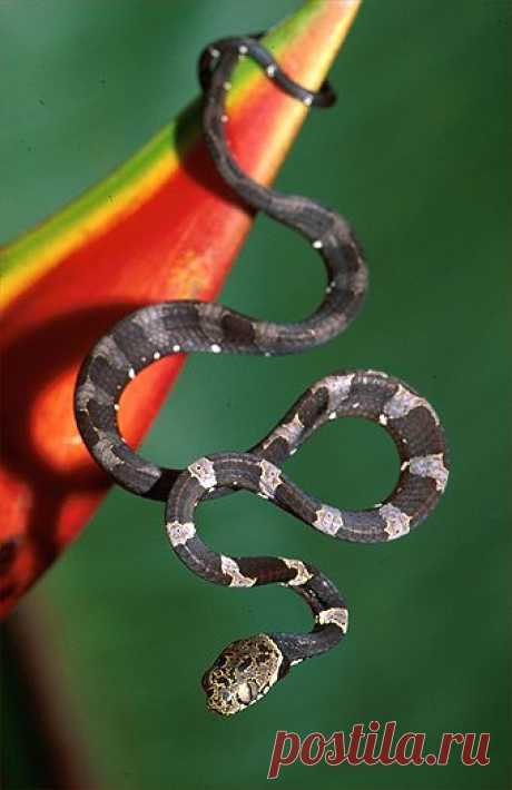 Blunt-headed tree snake (Imantodes cenchoa). French Guyana.