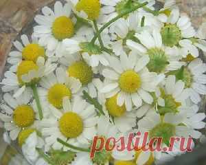 Ромашка для лица