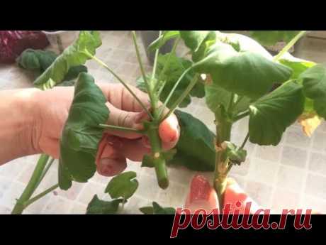 Пеларгония из черенков