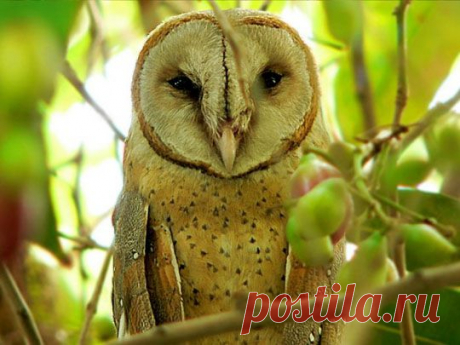 Сова, филин. Фото. Картинки. Видео