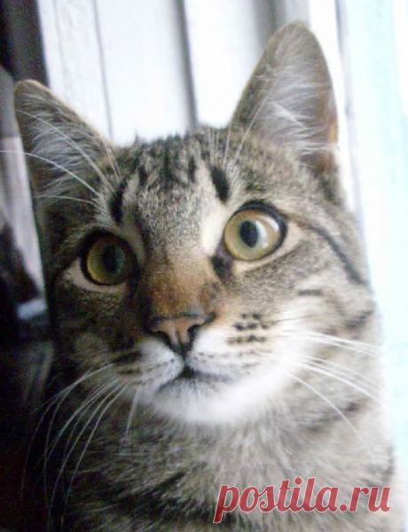 Уравновешенный, ласковый, предприимчивый, скорый в принятии решений, по деревьям лазает держа пузо на расстоянии половины длины лапы - т.е. пешком... зубастая пасть и когти на передних и задних лапах, в нужные моменты образуют бешено вращающийся ковш роторного экскаватора с эпицентром в районе языка - тогда это зверь с ожидательным интересом в глазах. )