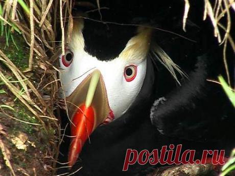 Командоры | На краю земли
Птичьи базары
На границе Тихого океана и Берингова моря, восточнее Камчатки поднимается над водой архипелаг Командорских островов названных в честь полярного мореплавателя Витуса Беринга, который закончил на них свой земной путь.